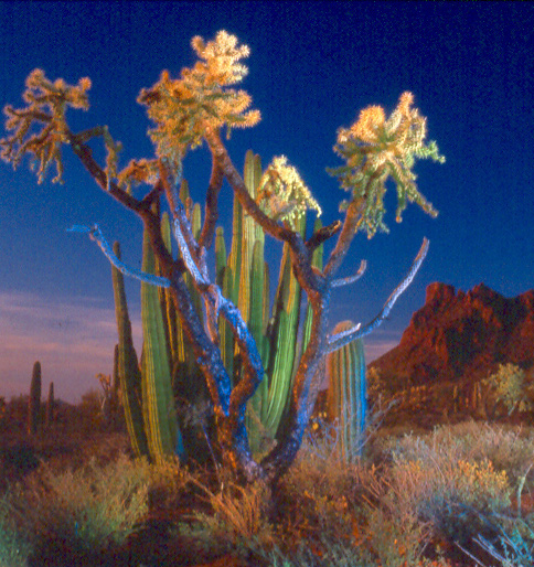 Lesch_William_ChollaOrganPipeAlamoCanyon